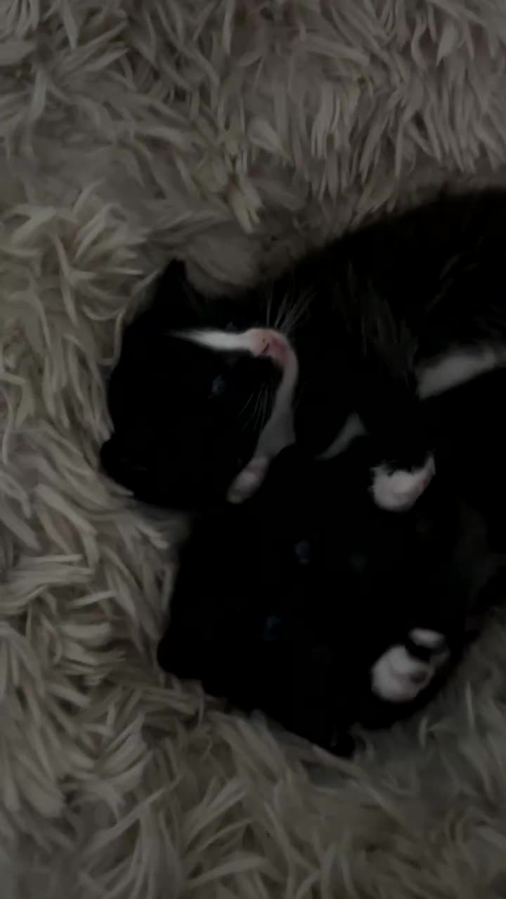 Mixed Breed cats for sale: Kittens in King's Lynn - Video 1