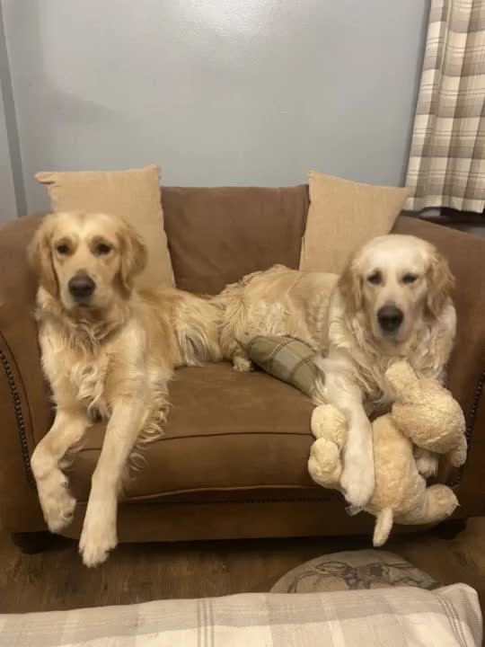 Golden Retriever dogs for sale: Rare & wonderful petite golden retrievers - Video 1