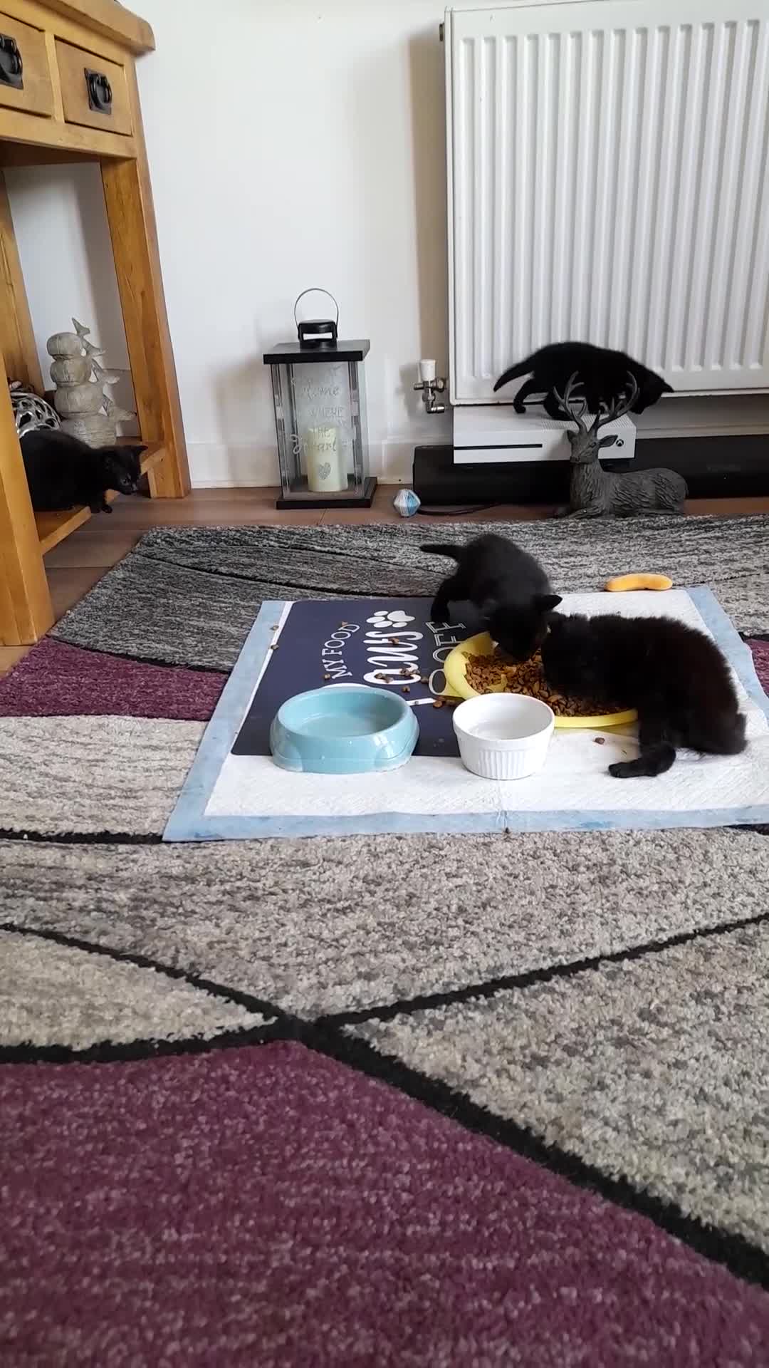 British Shorthair cats for sale: 3 very lively female Black kittens  - Video 1