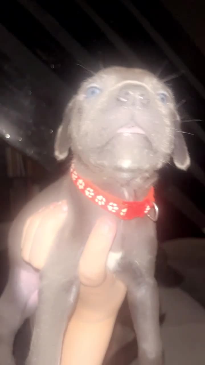 Cane Corso dogs for sale: cane corso puppies🐾 - Video 3