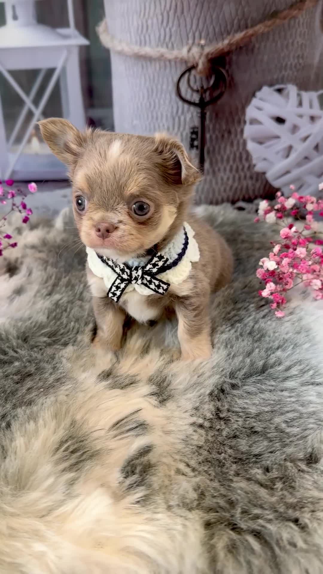 Chihuahua dogs for sale: 💜🤎 Exotic KC LC chihuahuas 🤎💜 - Video 2