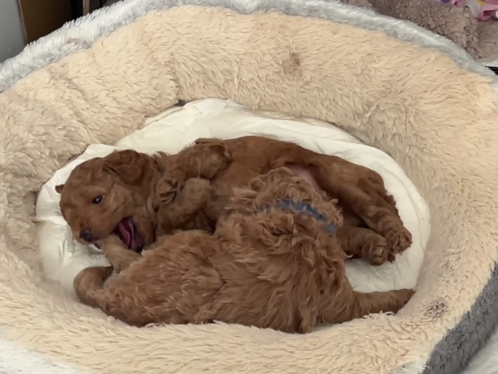 Toy Poodle dogs for sale: Gorgeous Toy Poodle Looking for Their Forever Home - Video 3