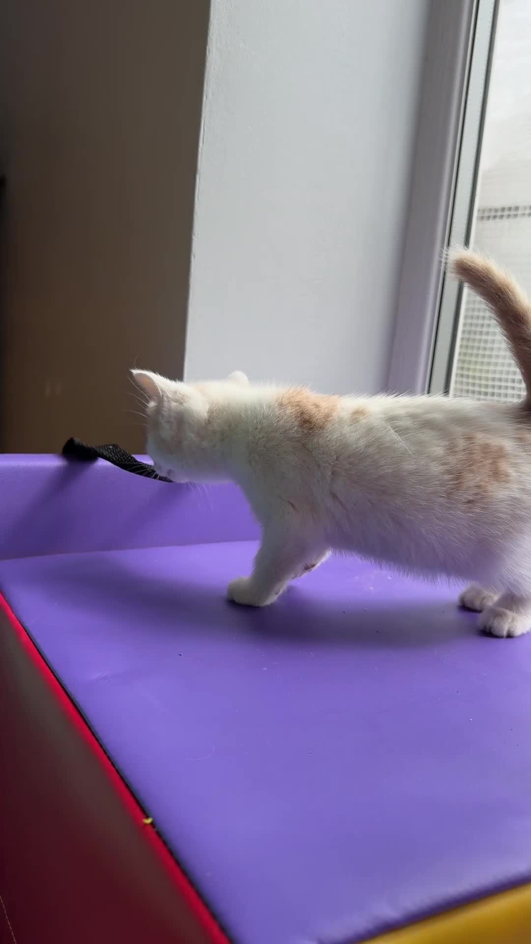 Mixed Breed cats for sale: 4 STUNNING KITTENS READY FOR A LOVING HOME - Video 5