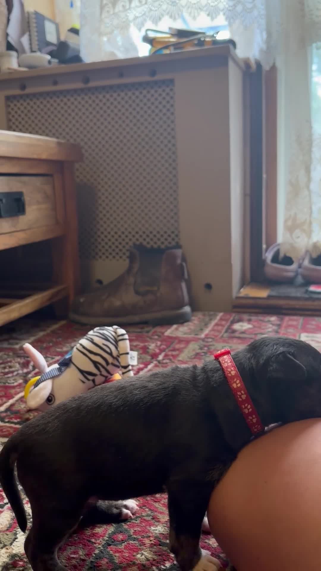 English Bull Terrier dogs for sale: Stunning English bull terrier pup one available  - Video 1