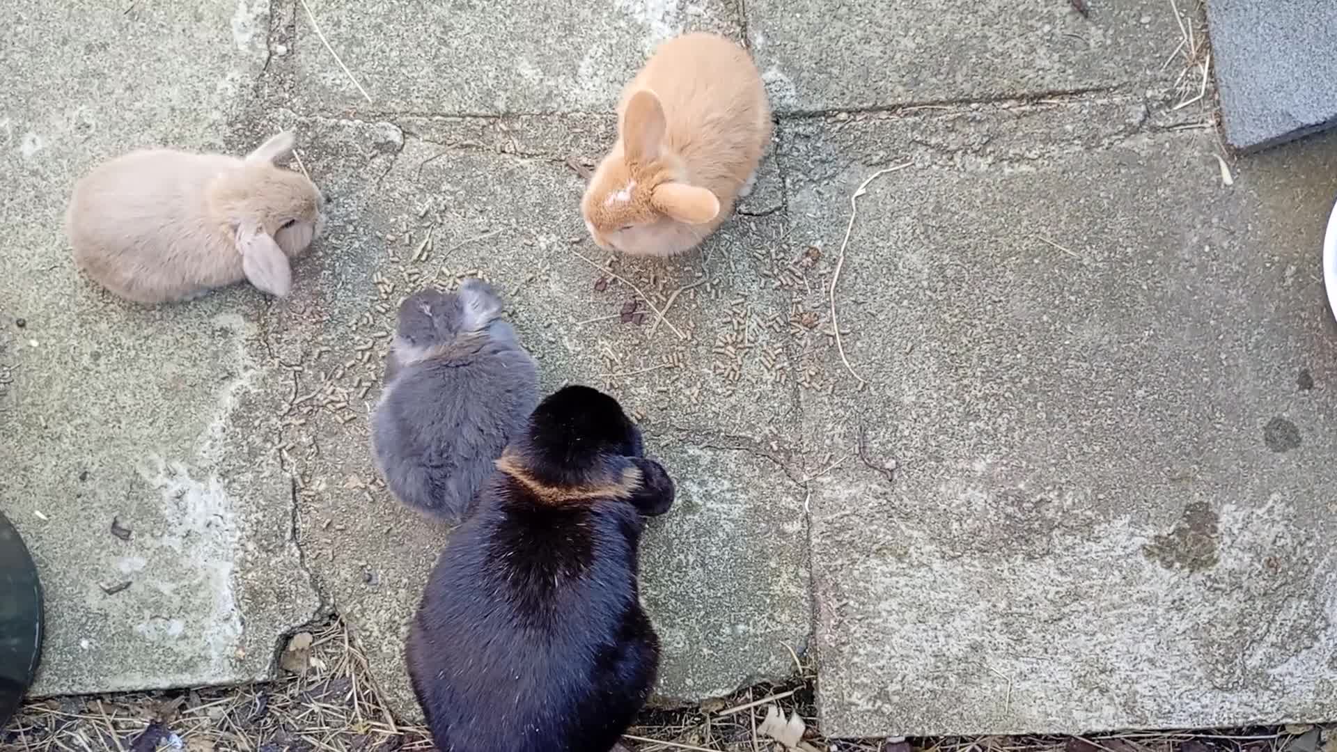 Mini Lop rabbits for sale: Gorgeous baby mini lops  - Video 1