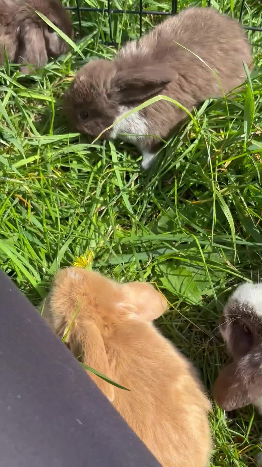 Mini Lop rabbits for sale: Adorable Mini Lop Babies - Video 1