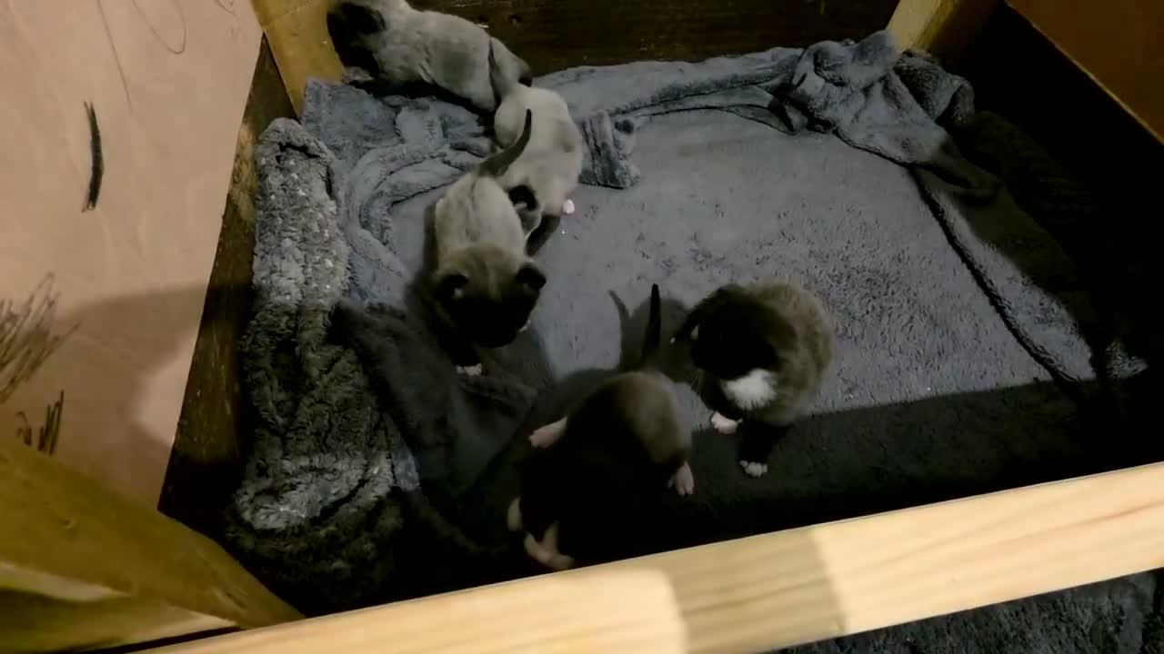 Russian Blue cats for sale: 5 rare colour kittens - Video 1
