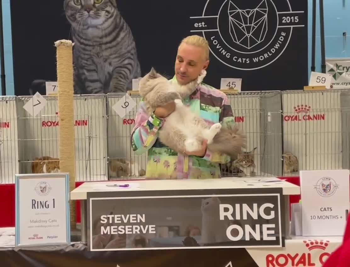 Ragdoll cats for sale: Blue mink mitted male ragdoll - Video 1