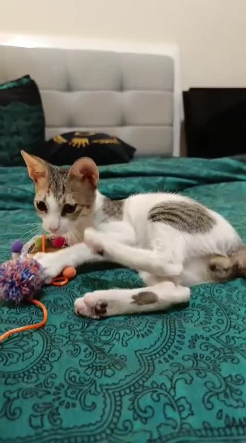 Mixed Breed cats for adoption: DANI - BUNDLE OF CUDDLES-FUN NEUTERED  - Video 1