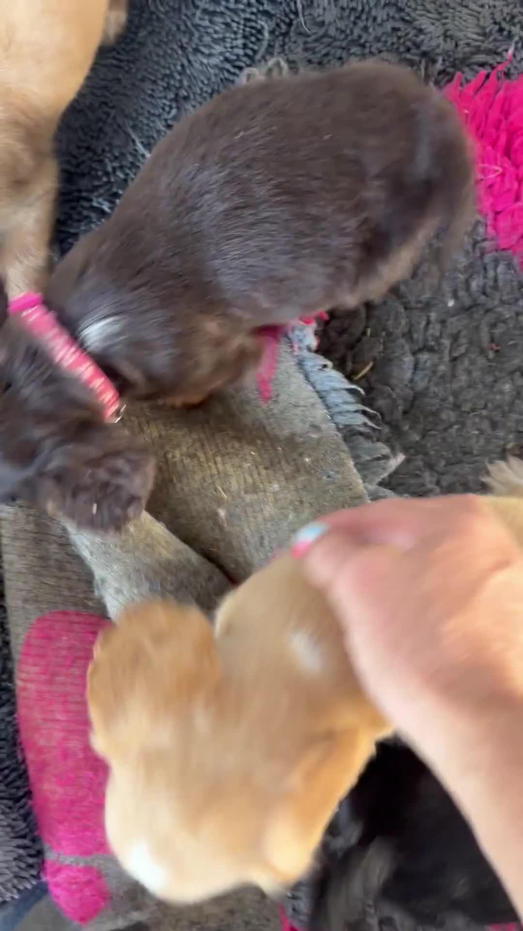Cocker Spaniel dogs for sale: Cocker spaniel puppies ready Sunday  in Peterborough - Video 1