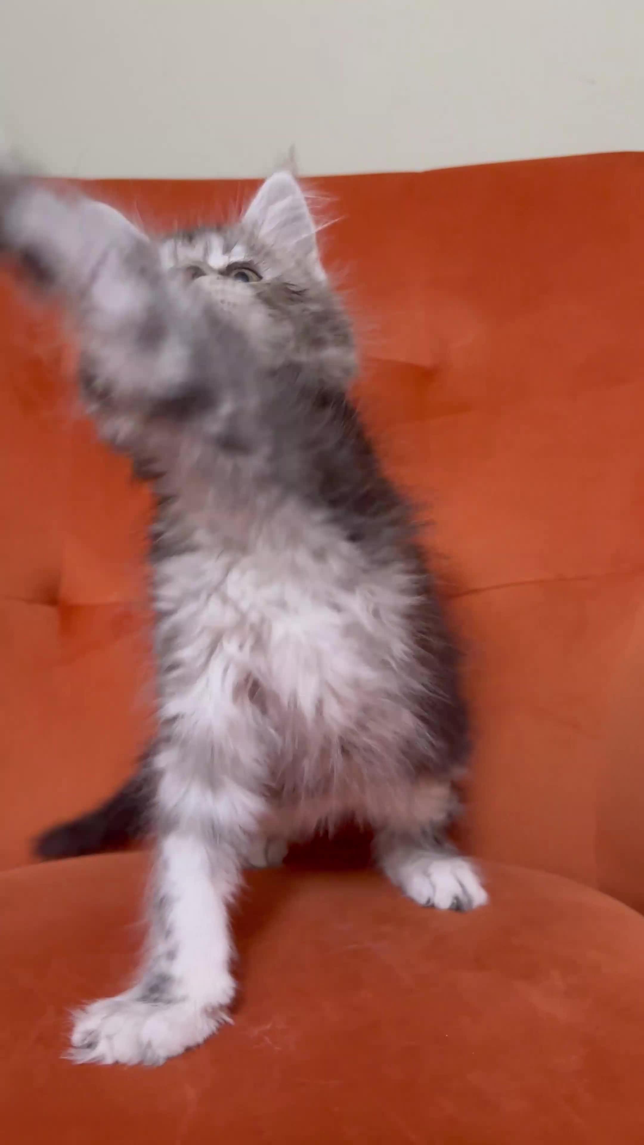 Maine Coon cats for sale: Champion bloodlines✨Breathtaking Maine Coon beauty - Video 1