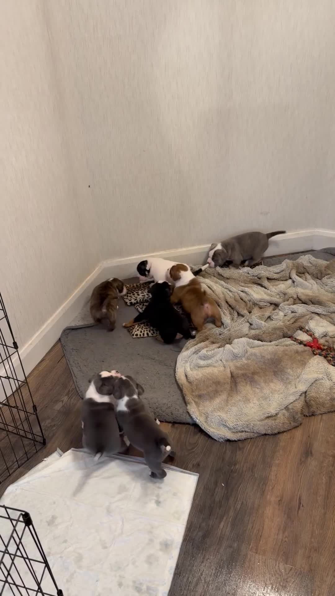 Olde English Bulldogge dogs for sale: Olde English bulldogge f2 - Video 3