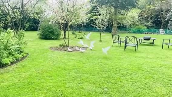 Pigeons birds for sale: White racing Pigeons” Delbar” 2025 - Video 1