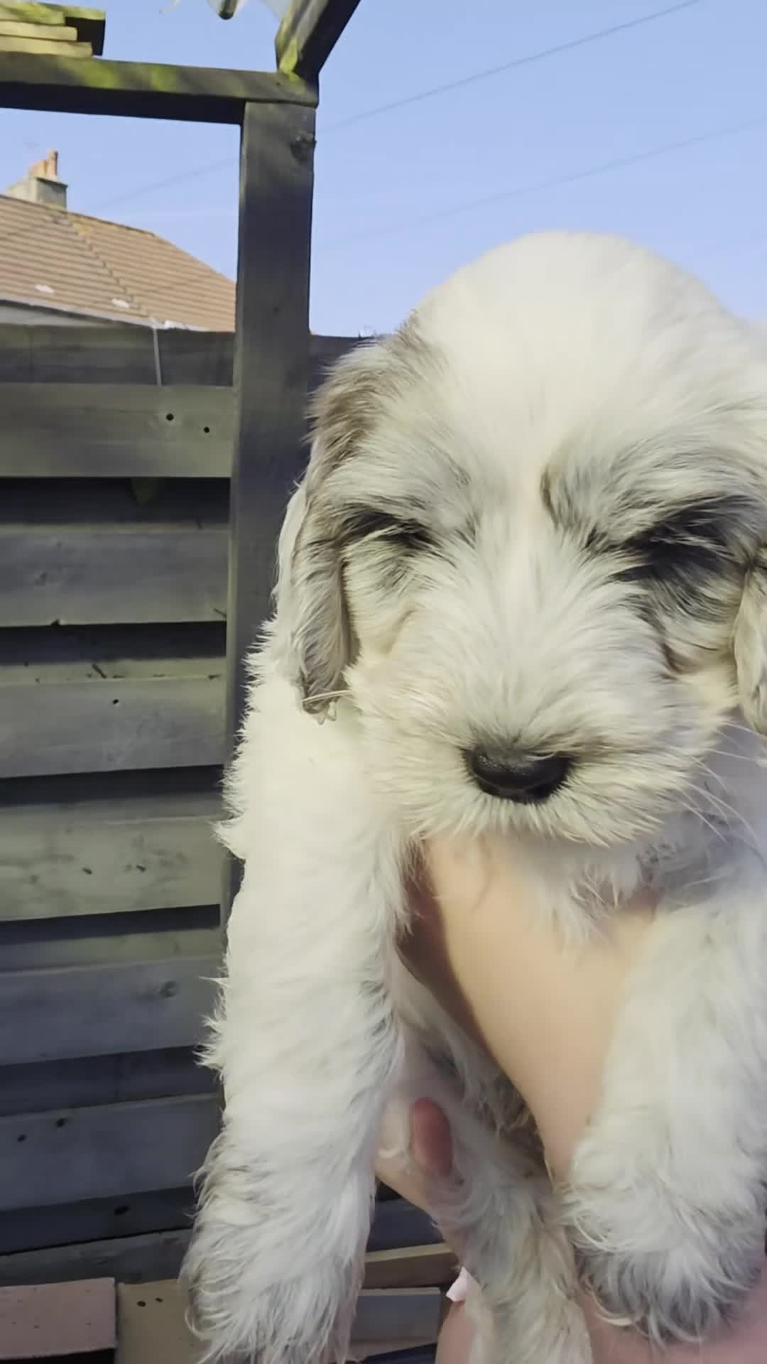 Cockapoo dogs for sale: Beaitiful F2 Cockappos  in Stevenston - Video 3