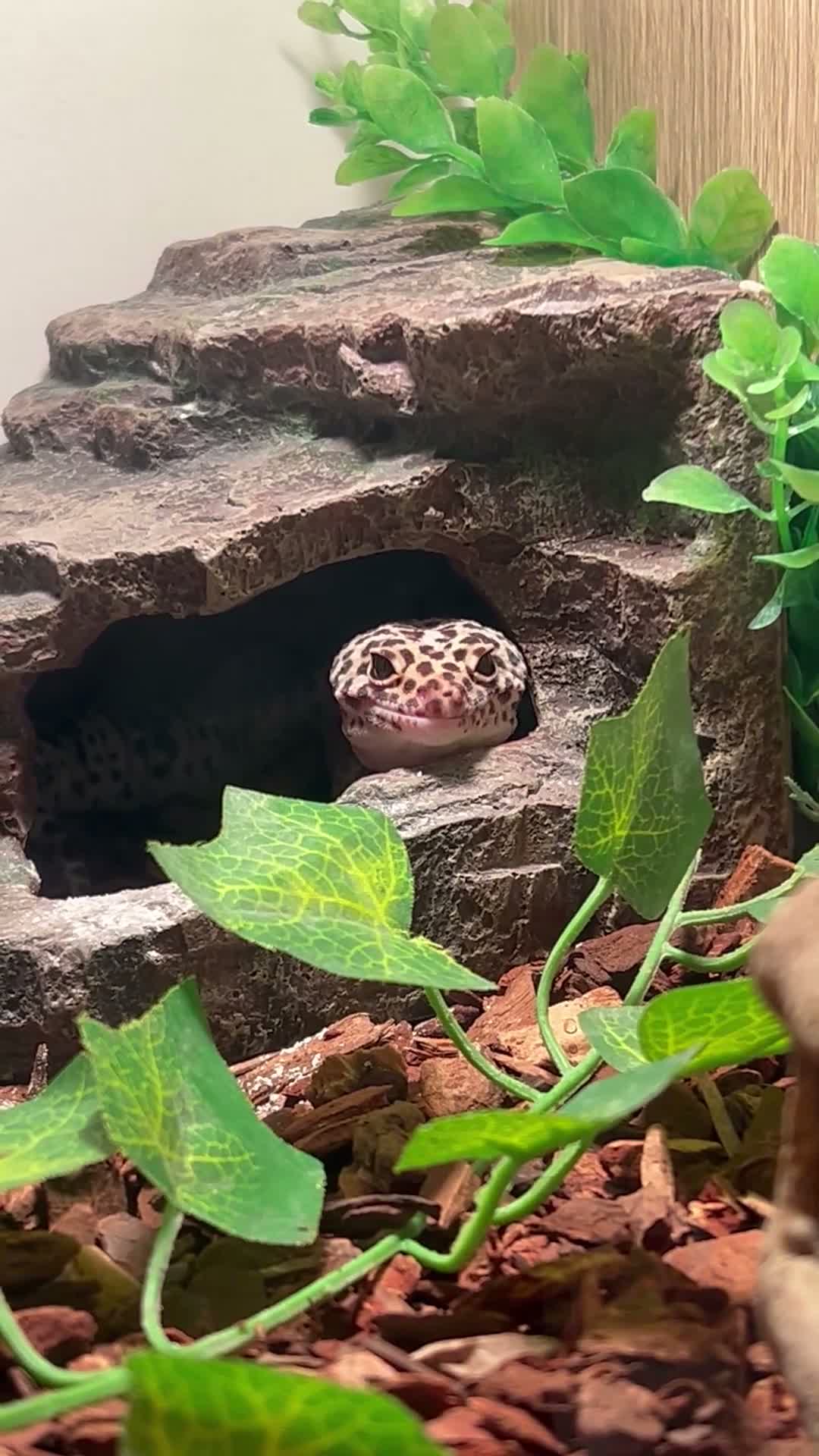 Leopard Gecko reptiles for sale: Leopard gecko and enclosure and spray bottle  - Video 2