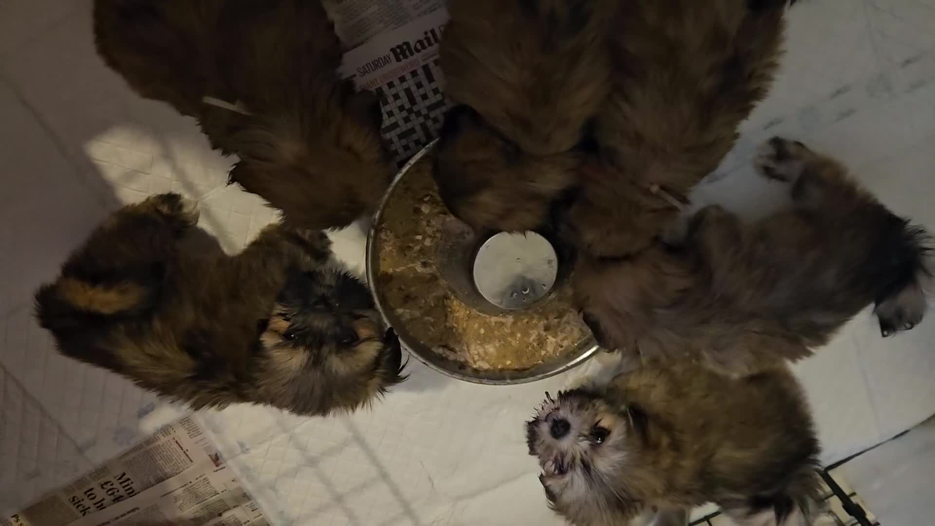 Lhasa Apso dogs for sale: Lovely pedigree puppys - Video 1