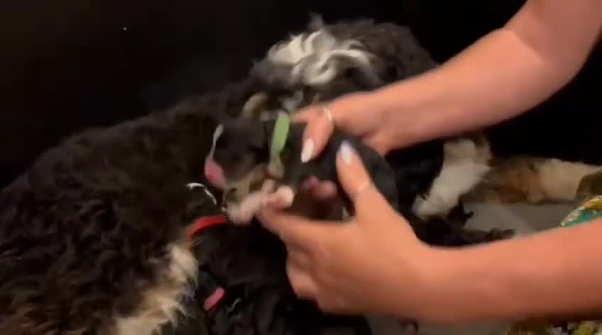 Bernedoodle dogs for sale: Bernedoodle waiting lists - Video 1