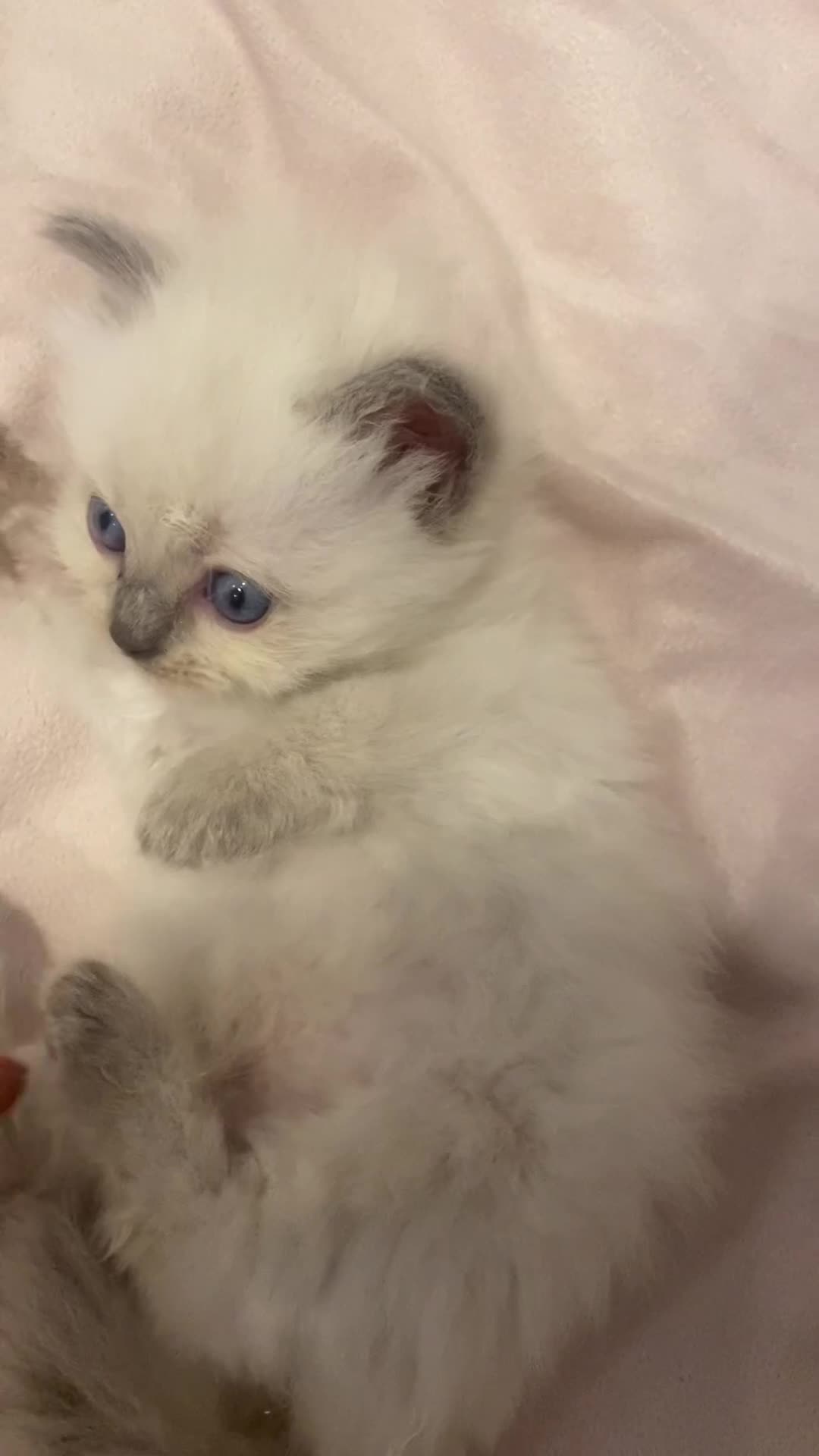Ragdoll cats for sale: Ragdoll kittens😻 only 1 kitten left 😻ready now  - Video 1