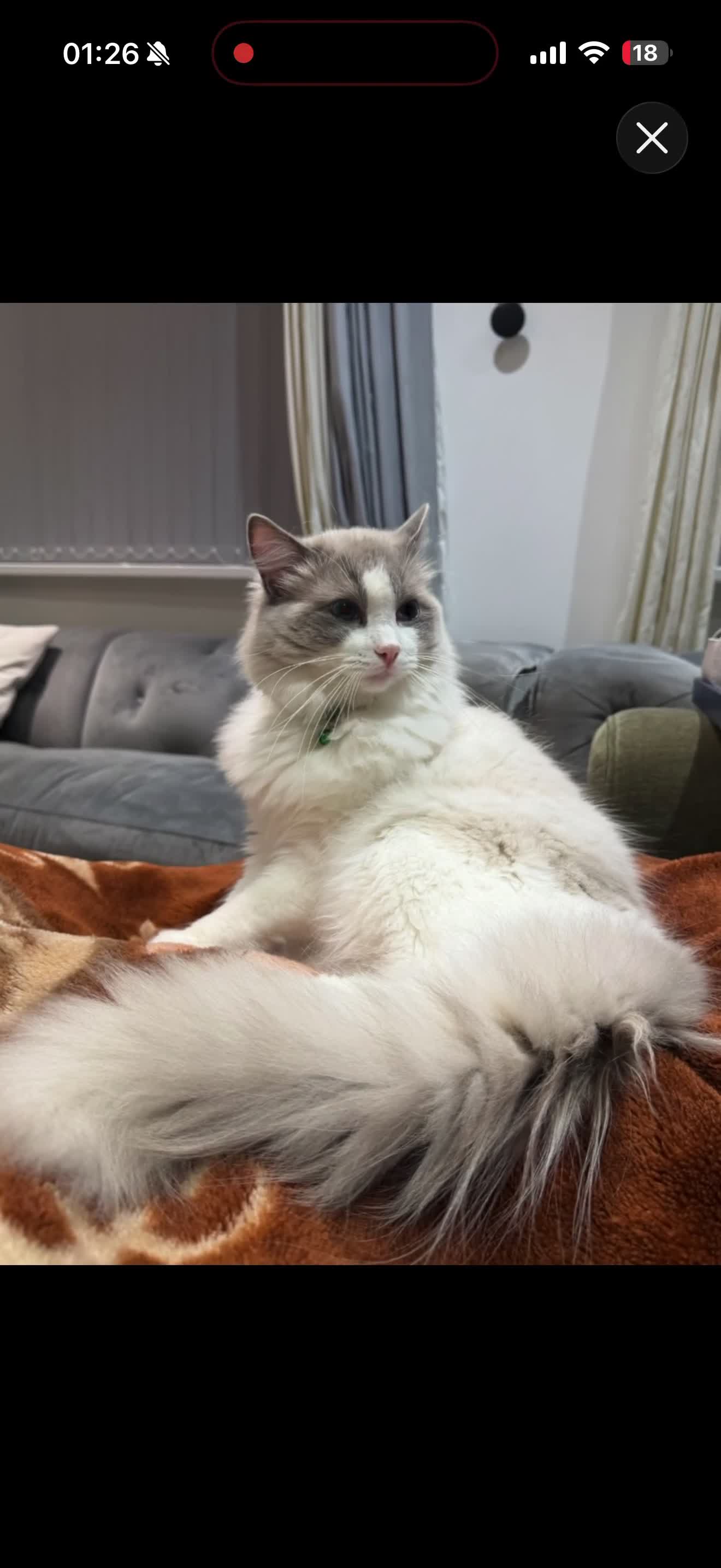 Ragdoll cats for stud: Premium GCCF Registered Blue Point Bicolour Studs - Video 1