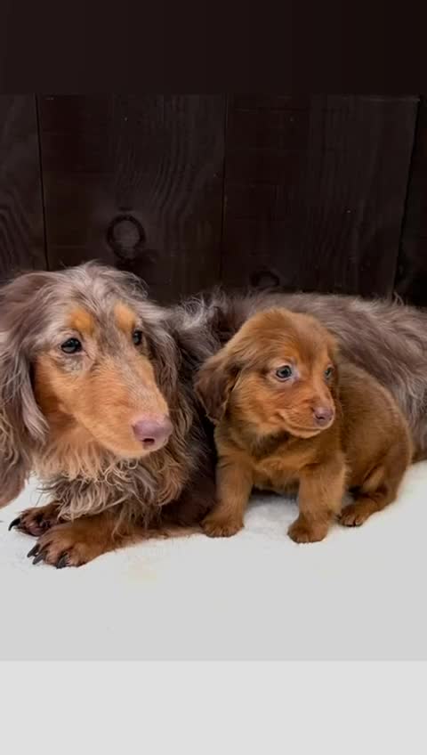 Miniature Dachshund dogs for sale: Dachshund puppy only 1 Boy still available  - Video 1