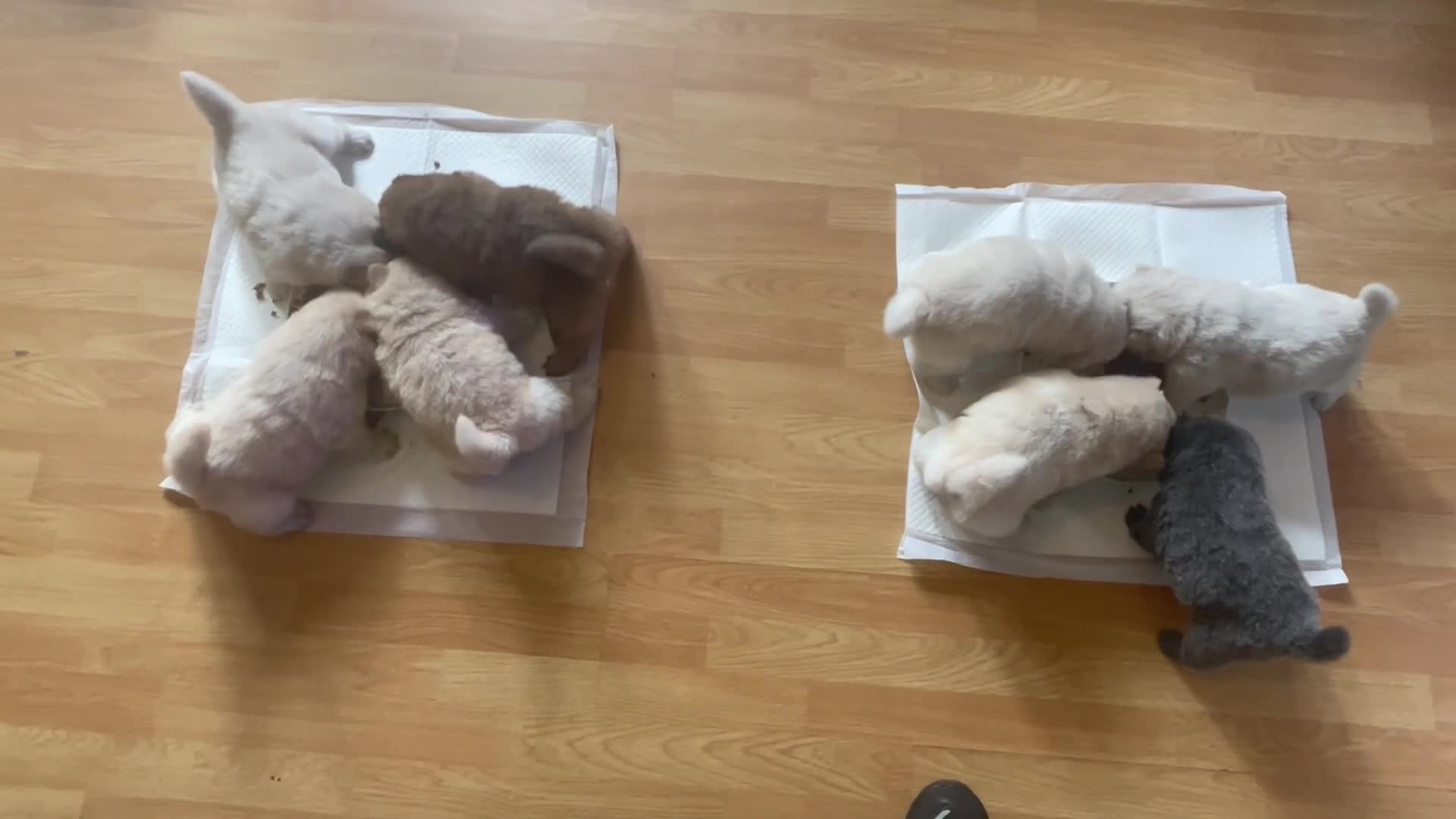 Chow Chow dogs for sale: Beautiful Kc registered chow chow puppies - Video 2