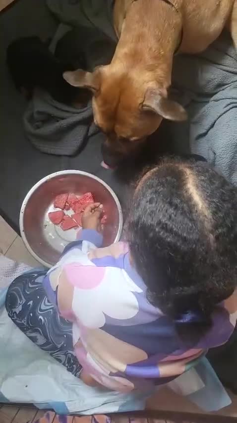 Mixed Breed dogs for sale: Beautiful Ridgeback Staffy x Rottweiler Puppies - Video 4