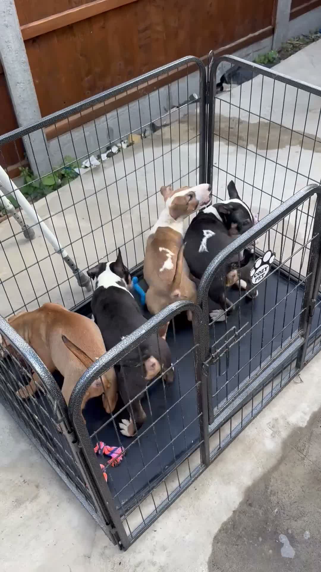 English Bull Terrier dogs for sale: English bull terriers puppies - Video 3