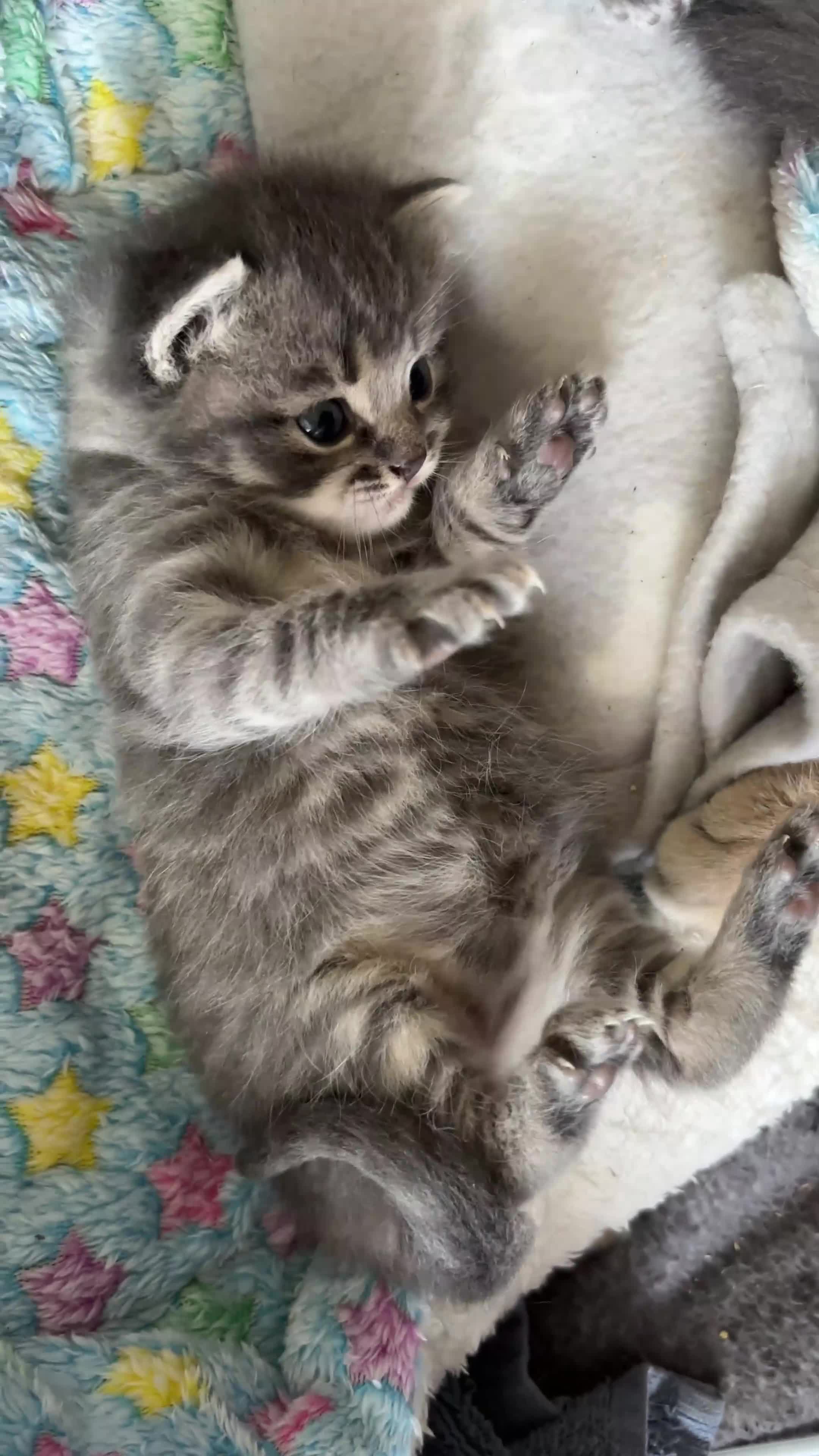 Ragdoll cats for sale: 2 British short hair x Ragdoll kittens - Video 2