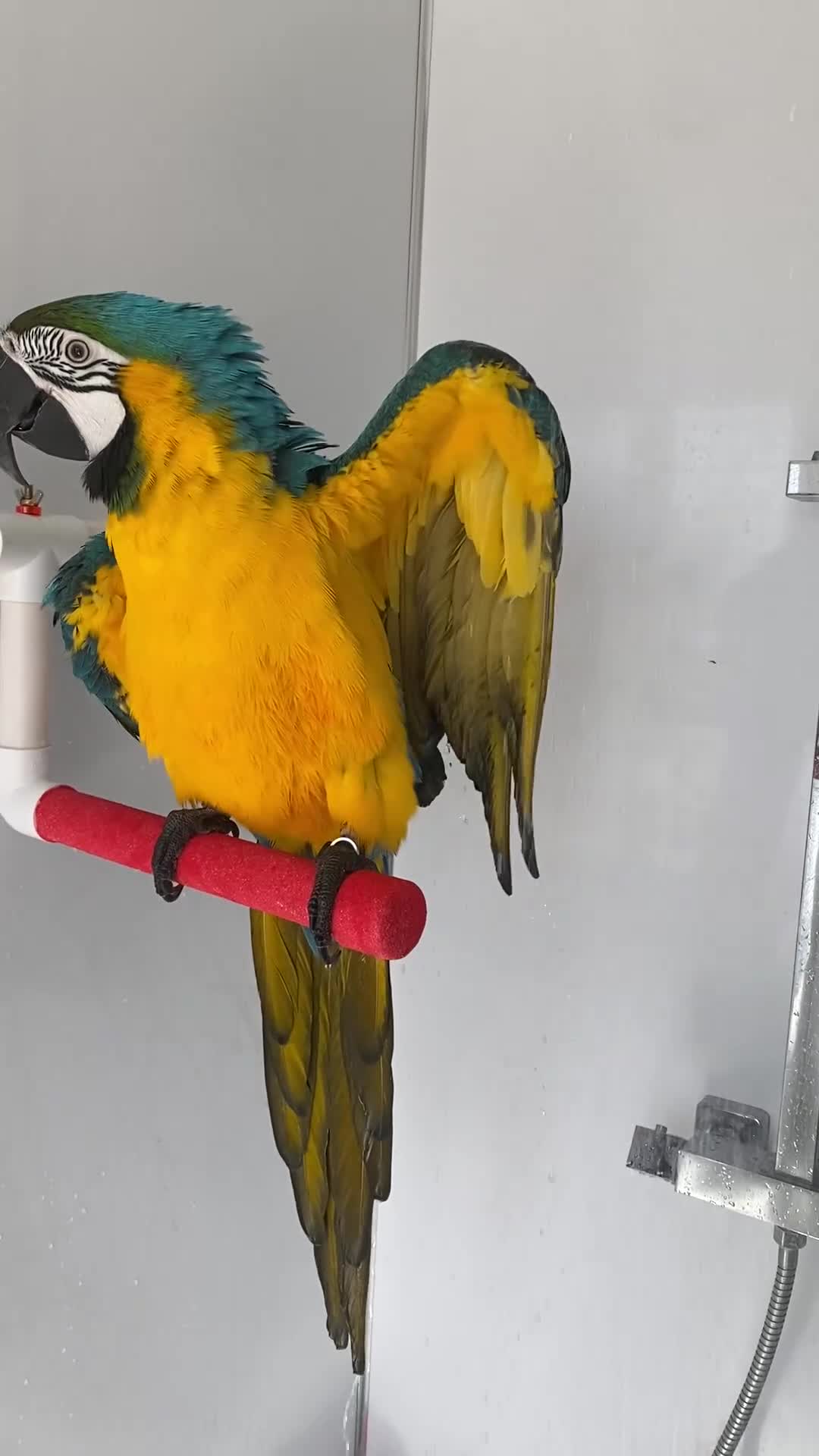 Parrots birds for sale: Male Macaw needing a new home  - Video 1