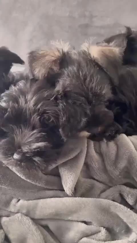 Miniature Schnauzer dogs for sale: KC Pedigree Mini Schnauzer - Video 2