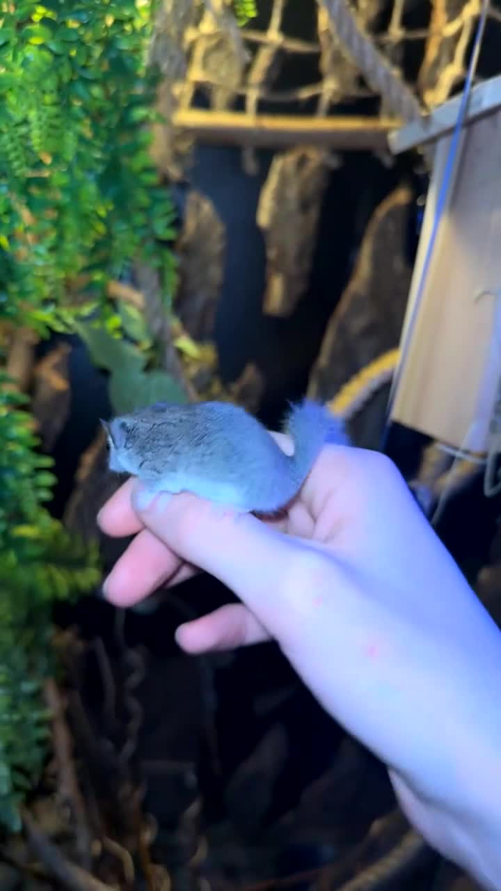 Mouse rodents for sale: African Pygmy dormice (micro squirrels)  - Video 1