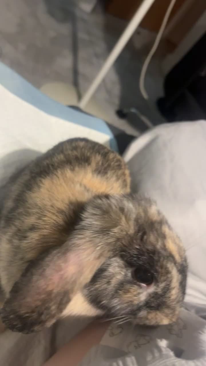 English rabbits for sale: 2 male bunnies  - Video 1