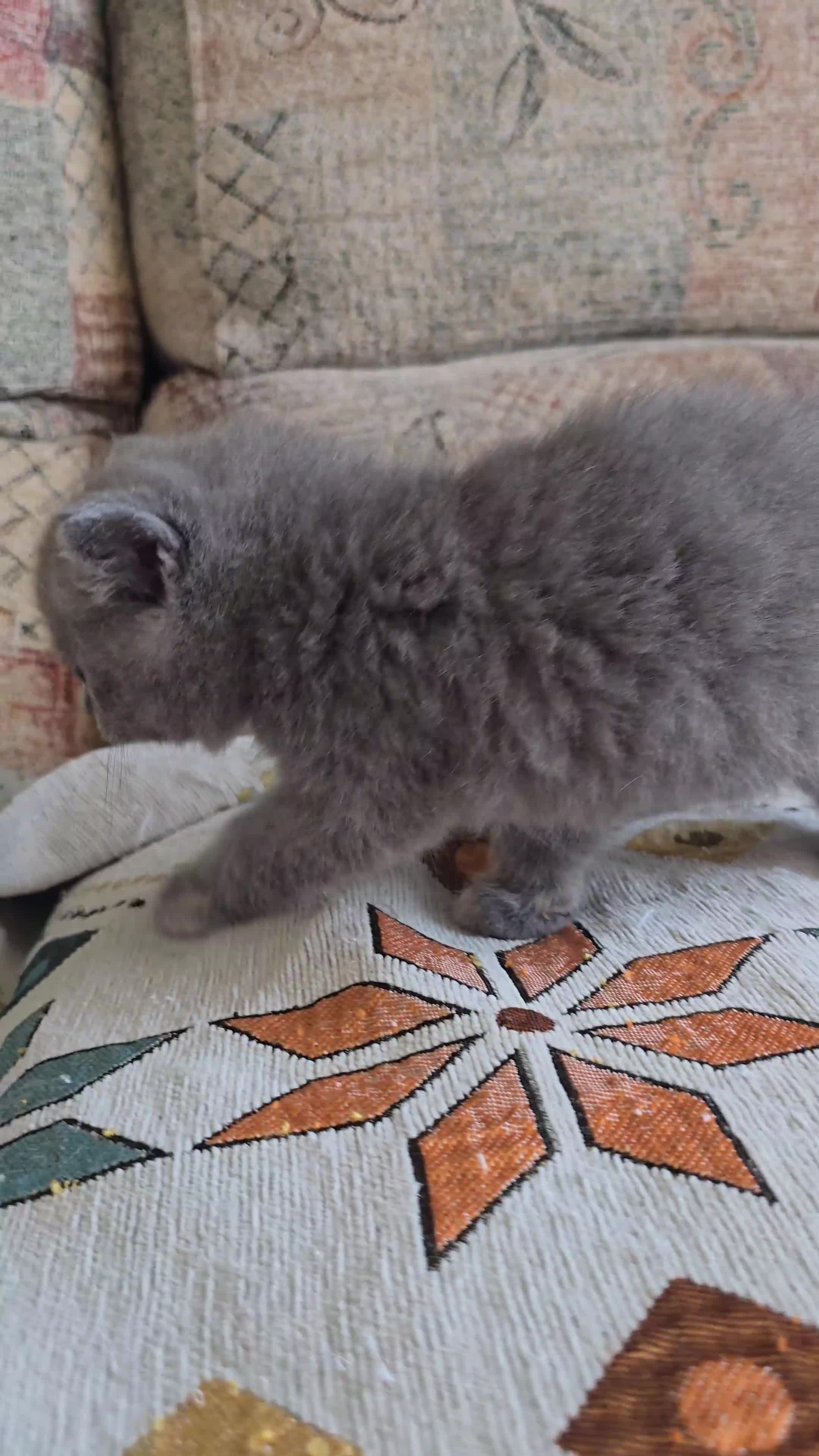 British Shorthair cats for sale: British mix kittens  - Video 1