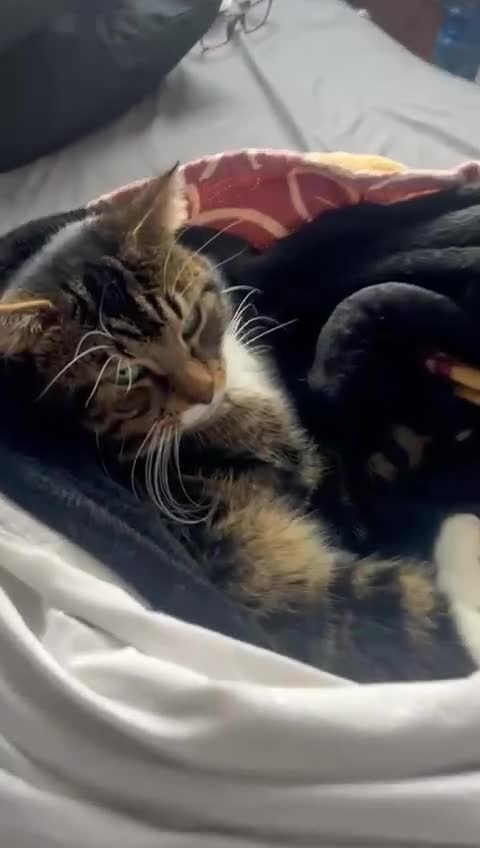 Mixed Breed cats for adoption: Rescue cat, Boysie (6yrs) needs second chance - Video 1
