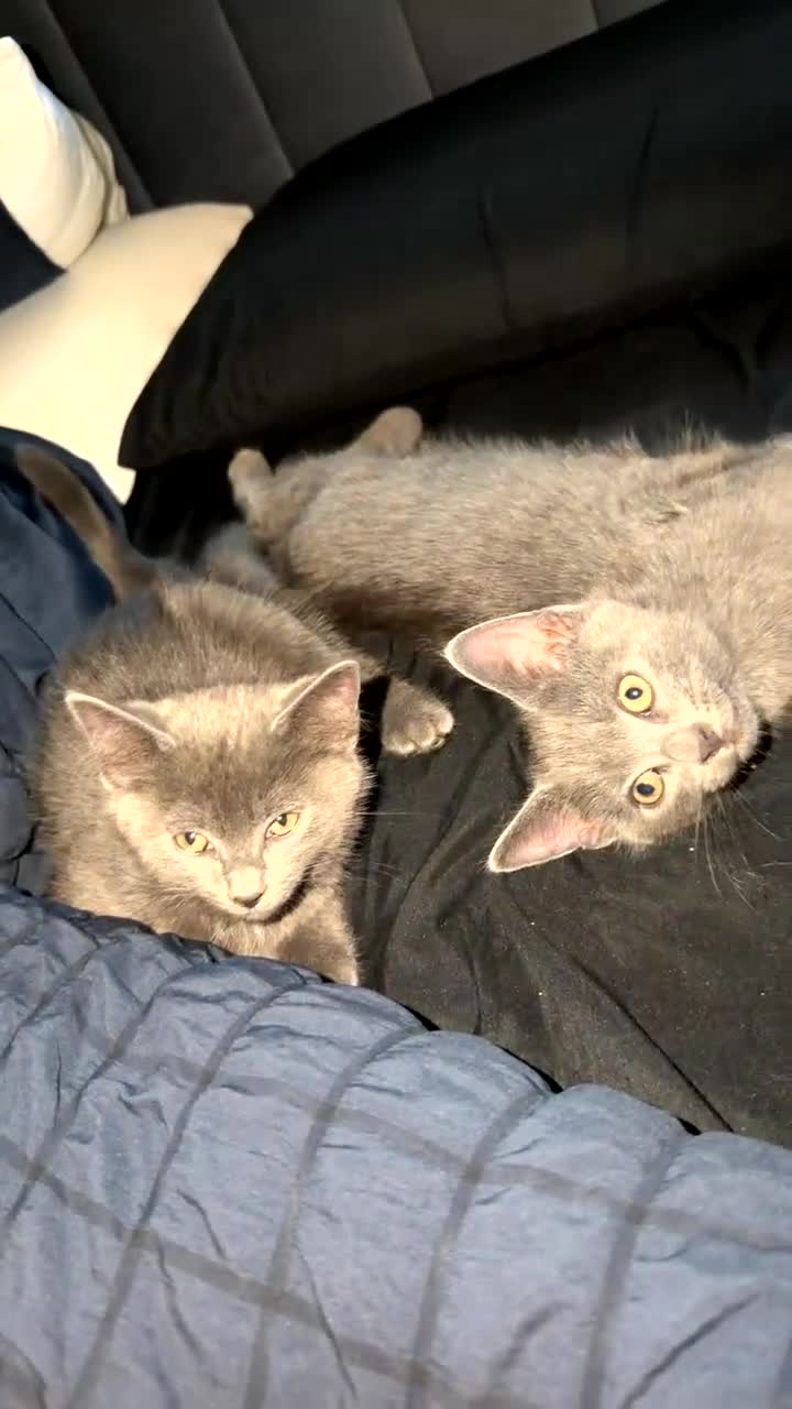 British Shorthair cats for sale: 2 Stunning British Shorthair Blue Kittens - Video 1
