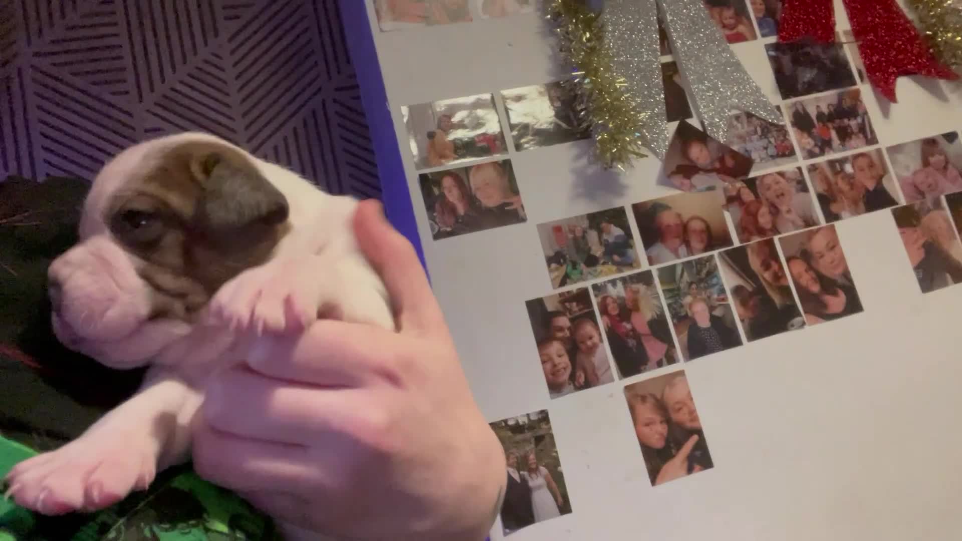 Mixed Breed dogs for sale: American Bulldog x Staffordshire Terrier puppies - Video 2