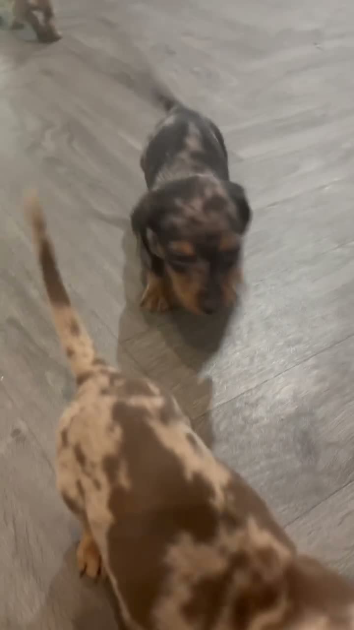 Miniature Dachshund dogs for stud: Chocolate/isabella miniature dachshund  - Video 2