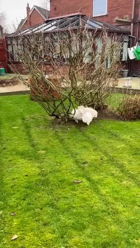 Pomeranian dogs for sale:  Pure white pomeranian puppies ready to leave  - Video 2