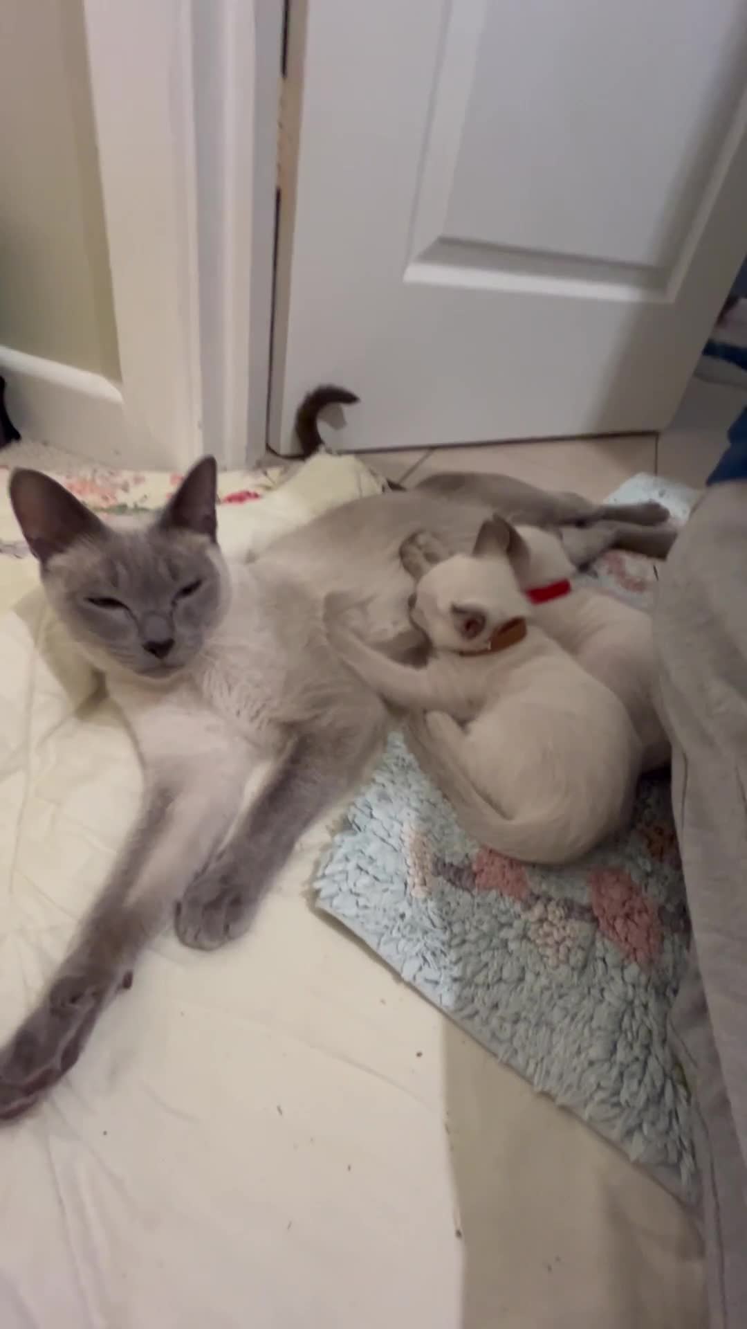 Siamese cats for sale: Orthodox Siamese - Video 1