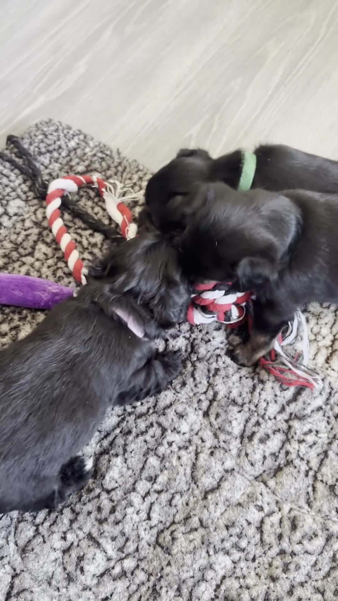 Chipoo dogs for sale: Gorgeous Chi poos  - Video 1