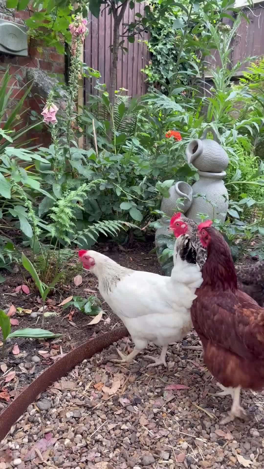 Mixed Breed poultry for sale: 7 hens  - Video 3