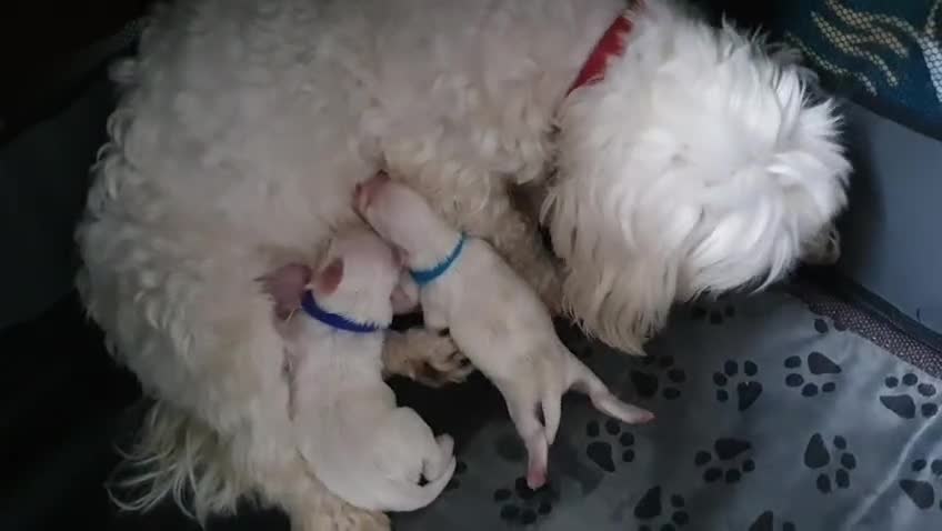 Maltese dogs for sale: Maltese Puppy KC Registred 9 weeks old London EN5 - Video 2