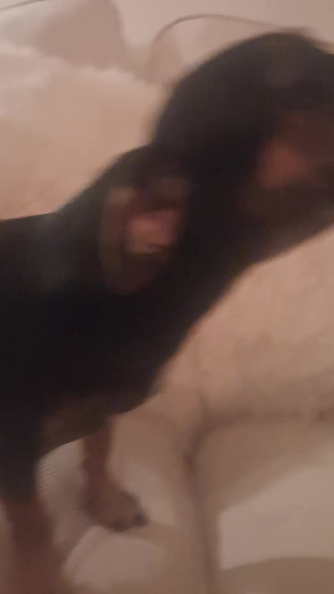 Jack Chi dogs for sale: Jack russel cross chihuahua puppies  - Video 1