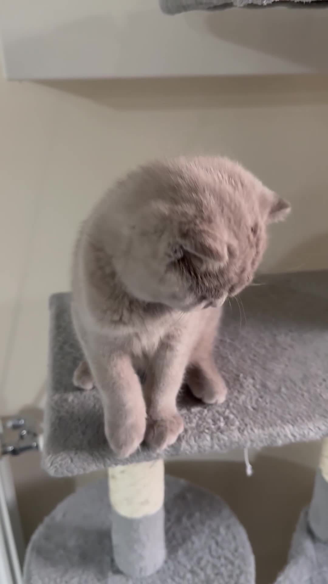 Scottish Fold cats for sale: Scottish Fold - Video 1