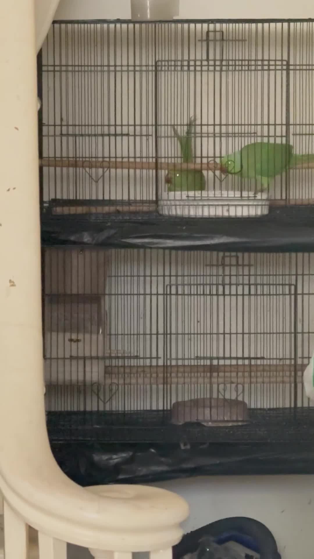 Budgerigars birds for sale: FLASH SALE TODAY ONLY Ringneck Breeder Pair £255 - Video 1