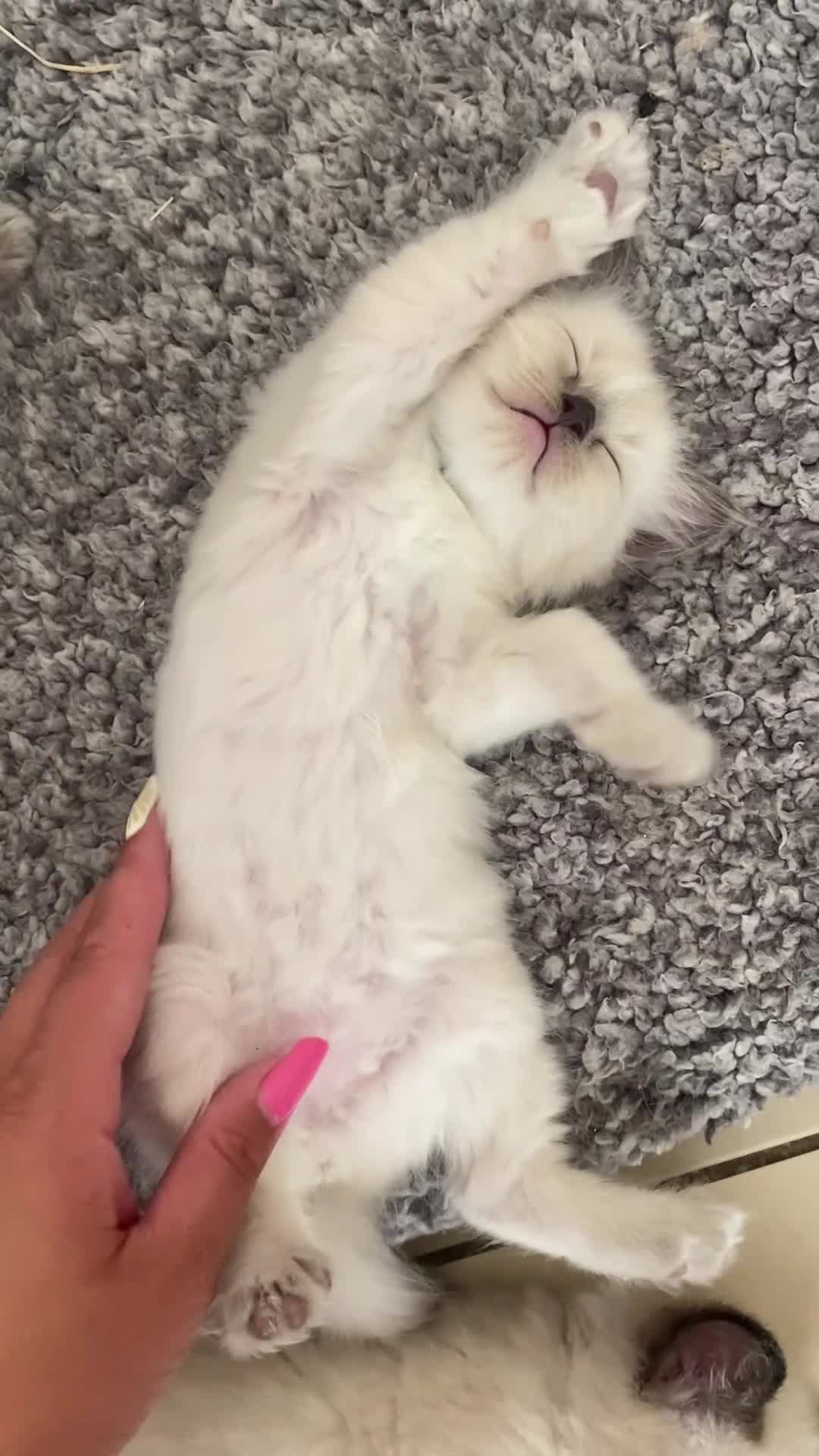 Ragdoll cats for sale: Pure breed ragdolls . Ready to leave SOON  - Video 3