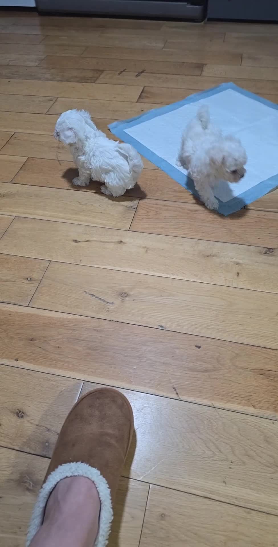 Bichon Frise dogs for sale: Bichon puppies  - Video 1