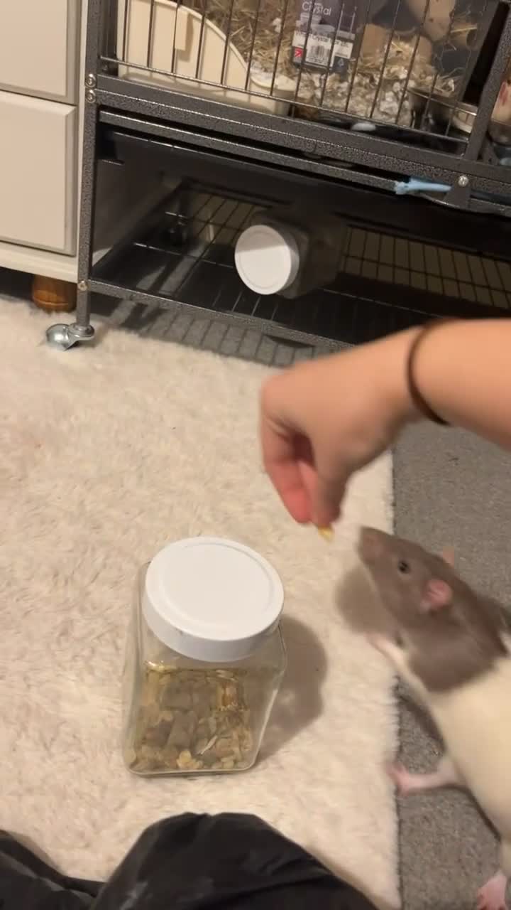 Rat rodents for sale: Need to rehome my baby boys, inc-cage&toys&food - Video 2