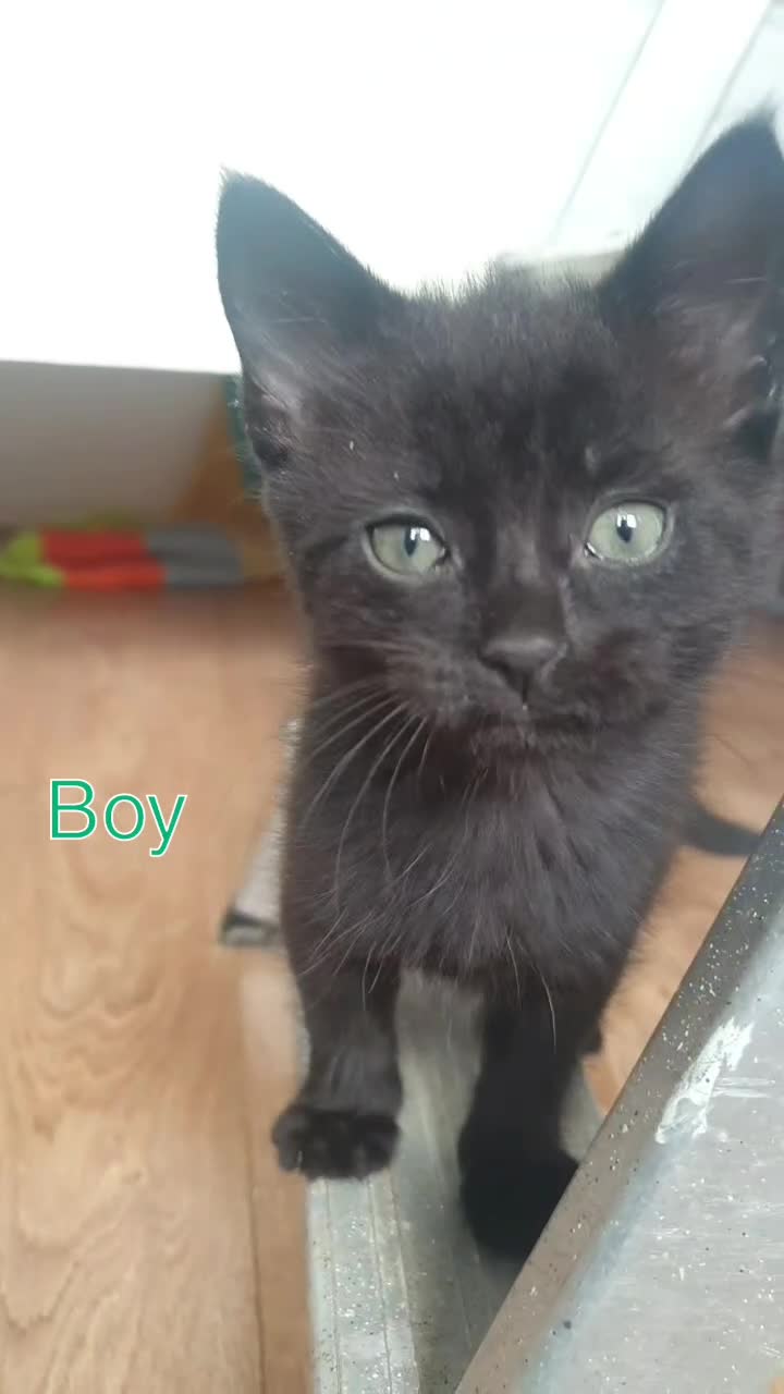 British Shorthair cats for sale: 5 British short hair cross silver bengle kittens - Video 1
