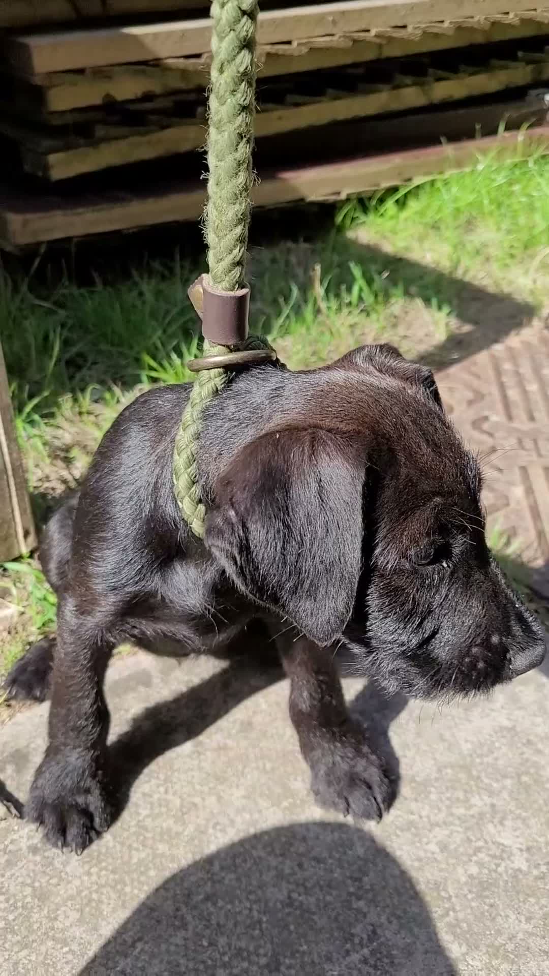 Mixed Breed dogs for sale: Terrier Bitch Puppies  in Canterbury - Video 1